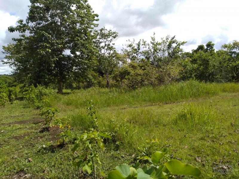 Land and Farm for sale in Dagohoy - image 5