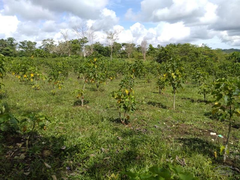 Land and Farm for sale in Dagohoy - image 6