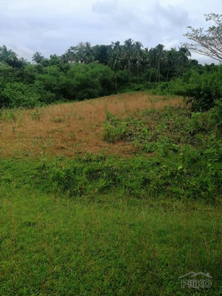 Land and Farm for sale in Catigbian in Bohol