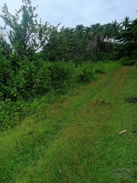 Land and Farm for sale in Catigbian in Philippines