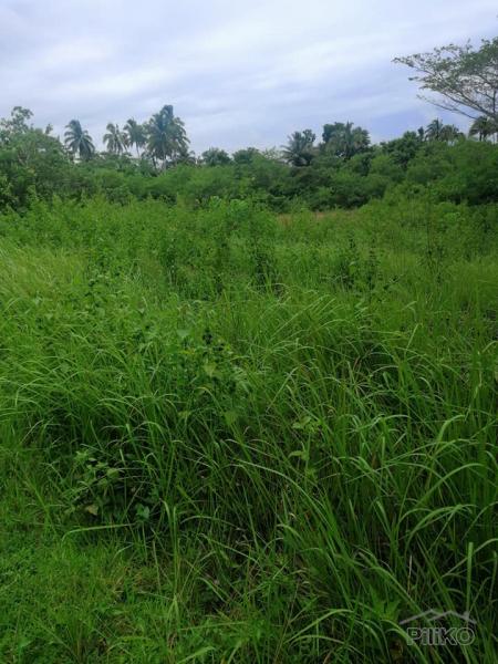 Picture of Land and Farm for sale in Catigbian in Bohol