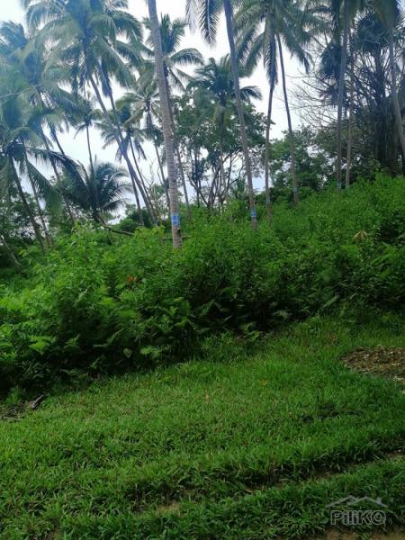 Picture of Land and Farm for sale in Catigbian in Philippines