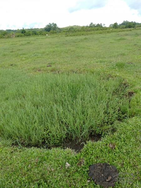 Land and Farm for sale in Sagbayan in Bohol
