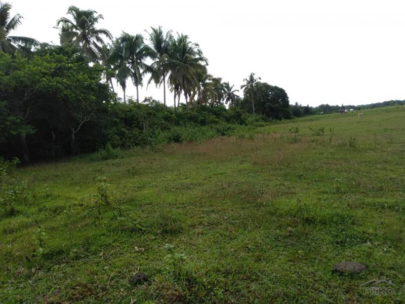 Picture of Land and Farm for sale in Sagbayan in Bohol