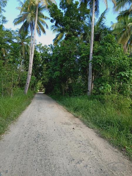 Pictures of Agricultural Lot for sale in Trinidad