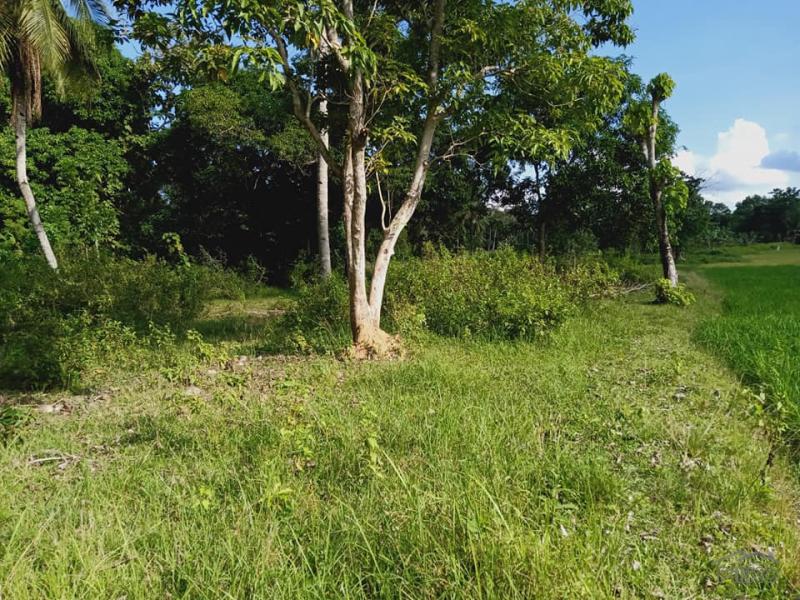 Agricultural Lot for sale in Trinidad