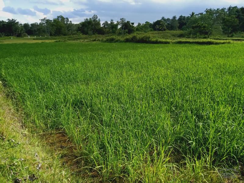 Agricultural Lot for sale in Trinidad in Bohol