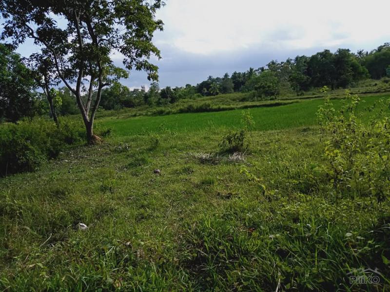 Picture of Agricultural Lot for sale in Trinidad in Bohol