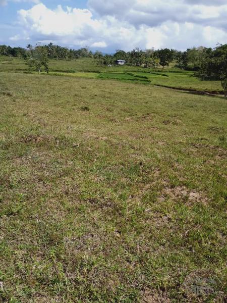 Land and Farm for sale in Dagohoy - image 11