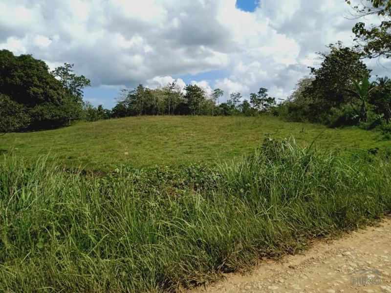 Picture of Land and Farm for sale in Dagohoy