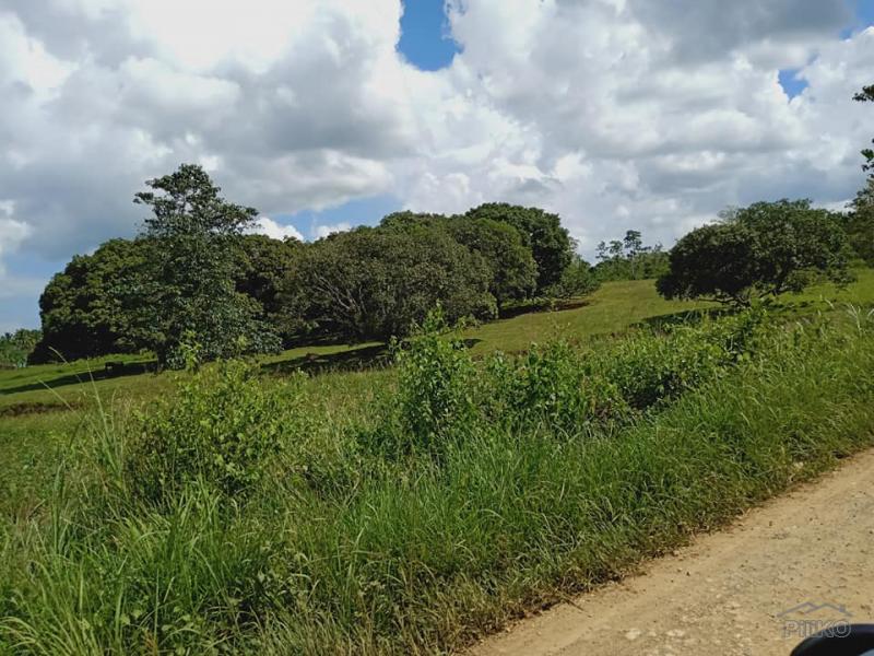 Land and Farm for sale in Dagohoy - image 2