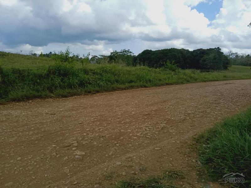 Land and Farm for sale in Dagohoy - image 3