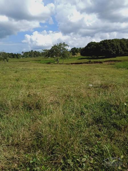 Land and Farm for sale in Dagohoy in Bohol - image