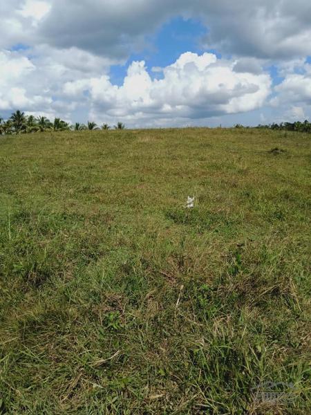 Land and Farm for sale in Dagohoy in Philippines - image