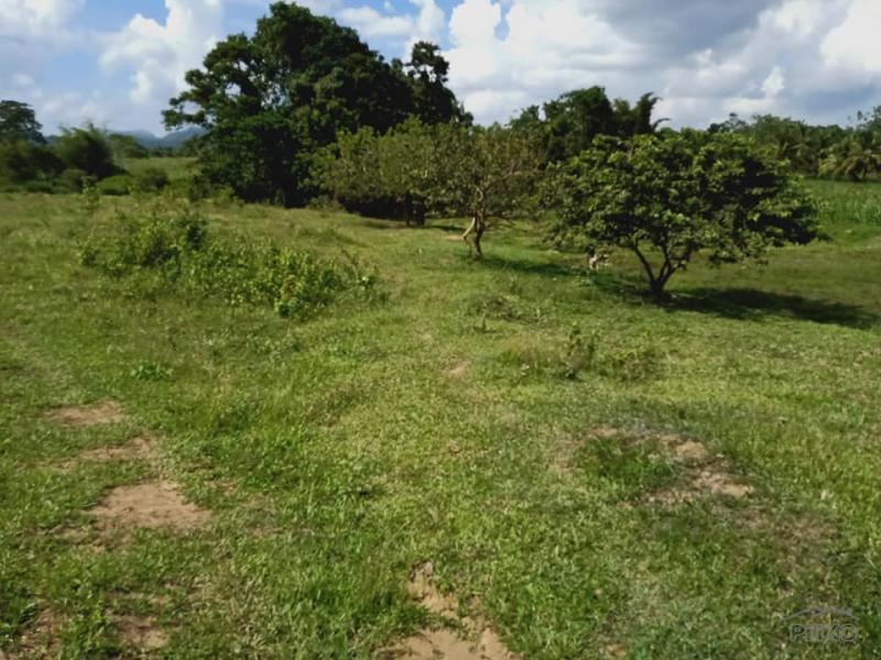 Land and Farm for sale in Dagohoy - image 9