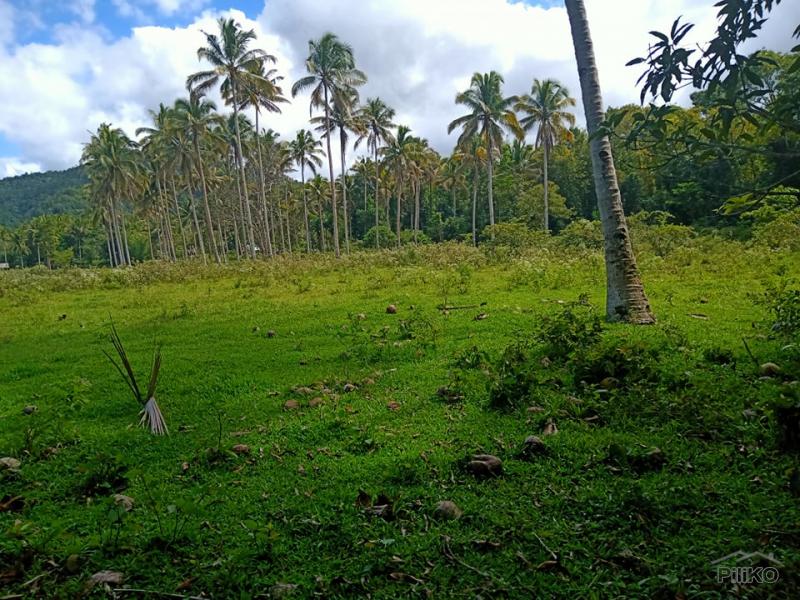 Picture of Land and Farm for sale in Bilar