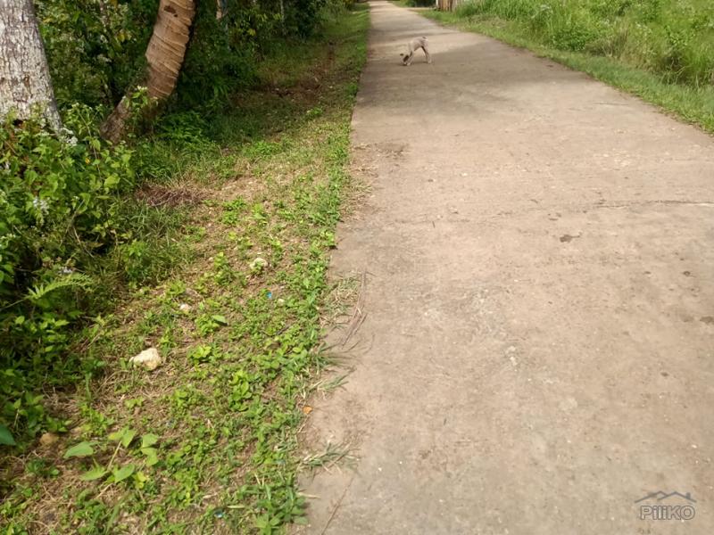 Picture of Land and Farm for sale in Bilar in Bohol