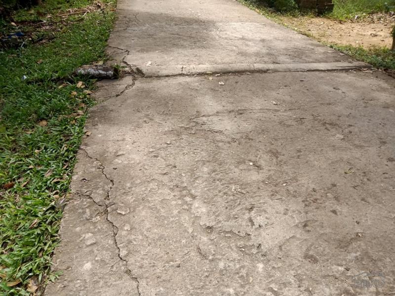 Picture of Land and Farm for sale in Bilar in Philippines