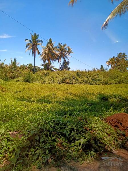 Picture of Agricultural Lot for sale in Danao