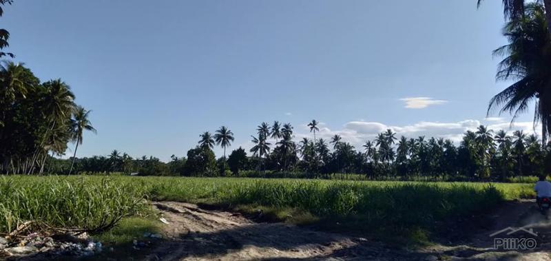 Picture of Land and Farm for sale in Danao