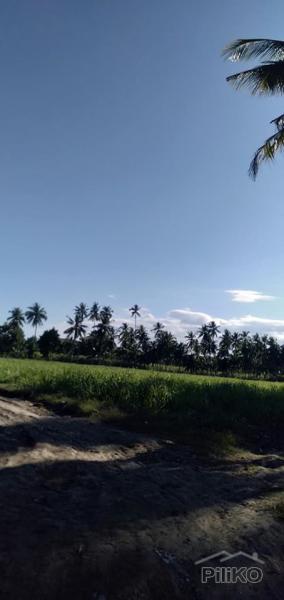 Land and Farm for sale in Danao in Cebu