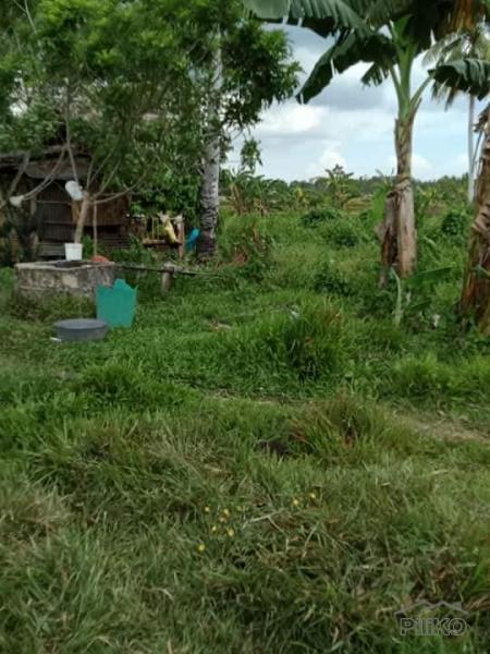 Pictures of Agricultural Lot for sale in San Miguel