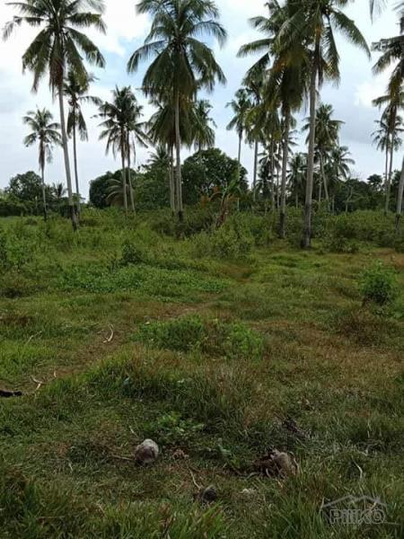 Agricultural Lot for sale in San Miguel