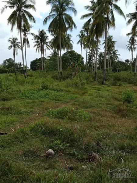 Agricultural Lot for sale in San Miguel - image 2