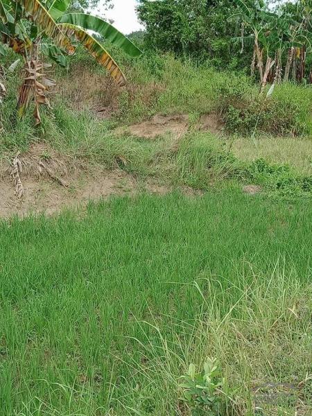 Agricultural Lot for sale in San Miguel in Philippines