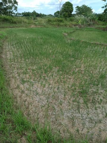 Agricultural Lot for sale in San Miguel - image 5