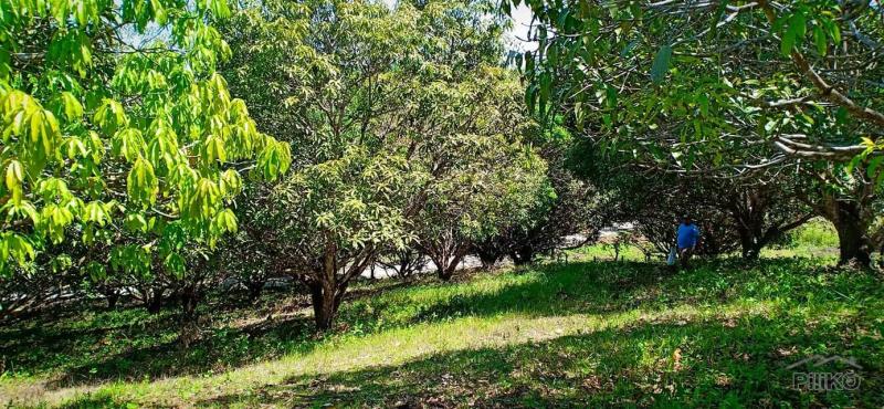 Pictures of Land and Farm for sale in Guindulman