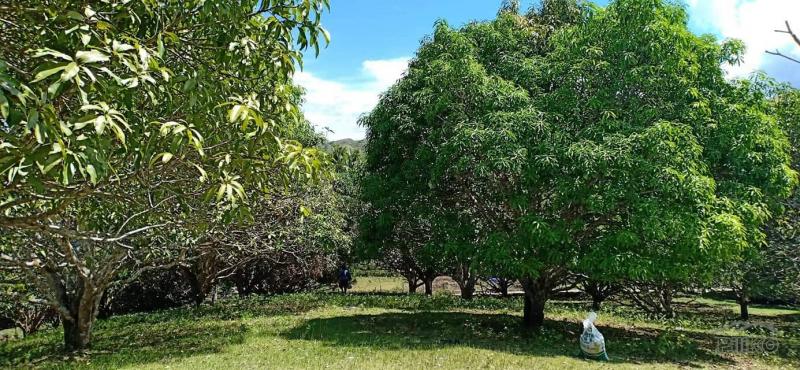 Land and Farm for sale in Guindulman - image 4