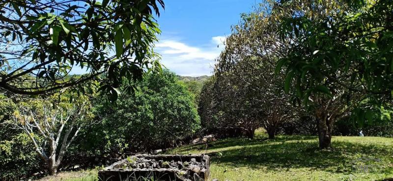 Picture of Land and Farm for sale in Guindulman in Bohol