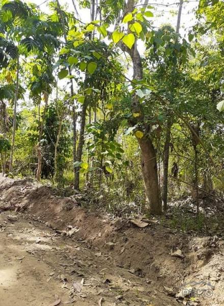 Land and Farm for sale in Trinidad in Philippines