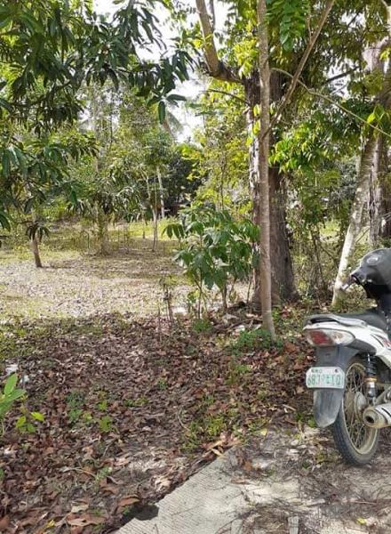 Land and Farm for sale in Trinidad - image 2