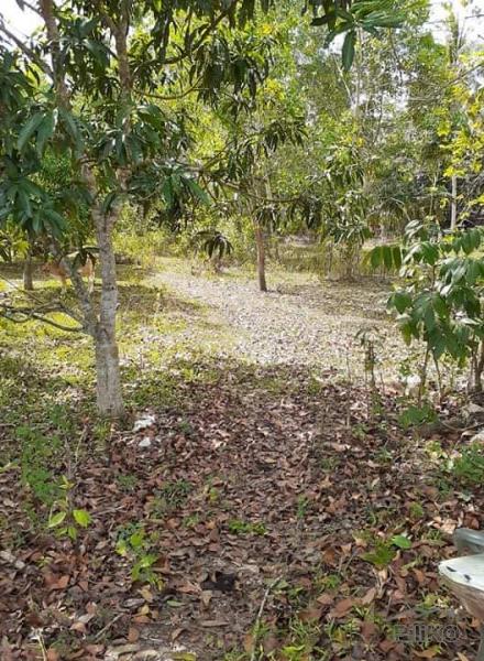 Land and Farm for sale in Trinidad in Bohol