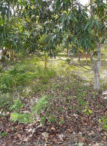 Land and Farm for sale in Trinidad - image 4