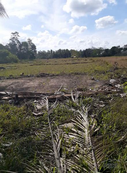 Pictures of Land and Farm for sale in Trinidad