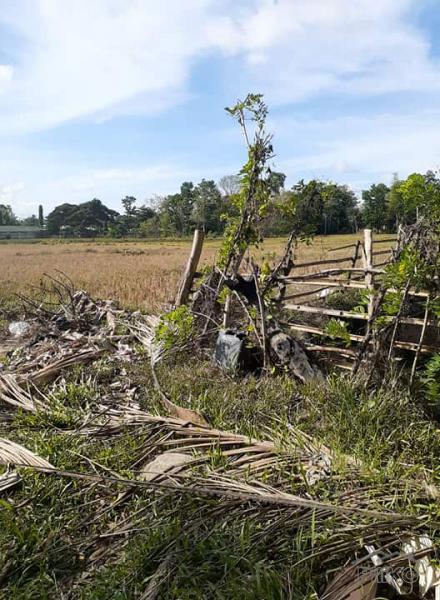 Land and Farm for sale in Trinidad in Philippines