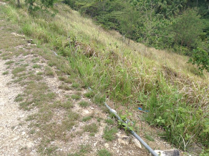 Land and Farm for sale in Tabogon - image 3