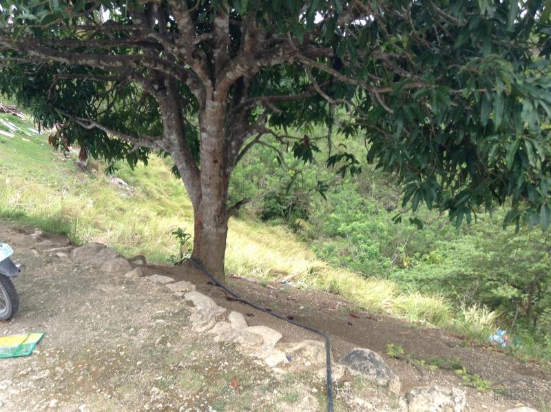 Picture of Land and Farm for sale in Tabogon in Cebu