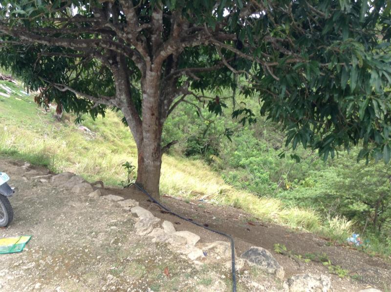 Land and Farm for sale in Tabogon - image 5
