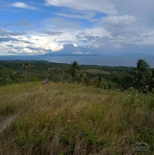 Picture of Land and Farm for sale in Argao