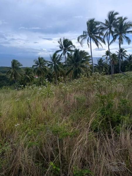 Land and Farm for sale in Argao - image 4