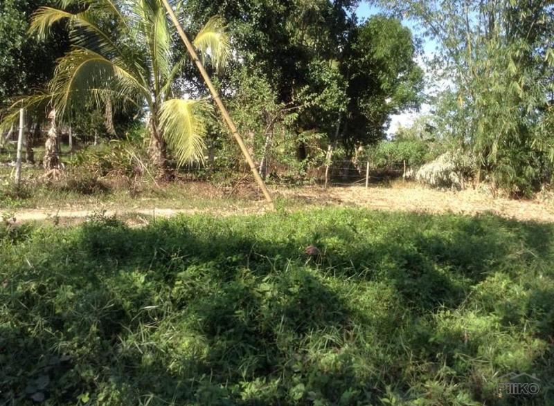 Residential Lot for sale in Ubay - image 3