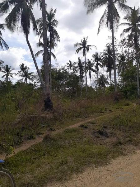 Land and Farm for sale in Trinidad