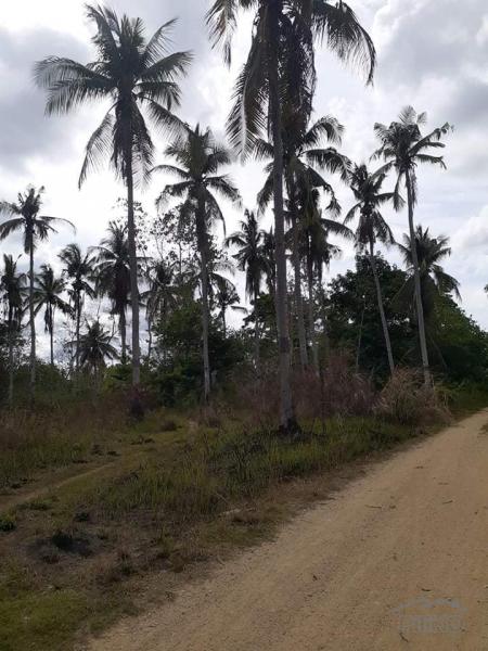 Land and Farm for sale in Trinidad in Bohol