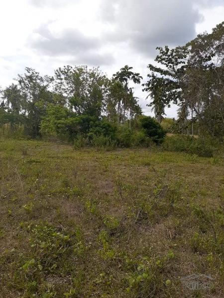 Land and Farm for sale in Trinidad in Philippines