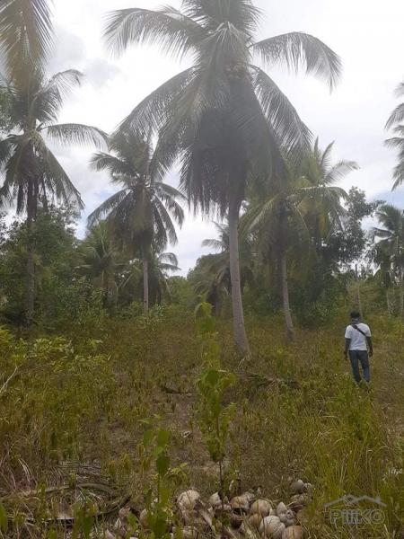 Land and Farm for sale in Trinidad