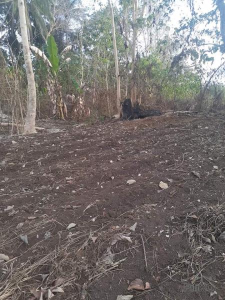 Land and Farm for sale in Trinidad
